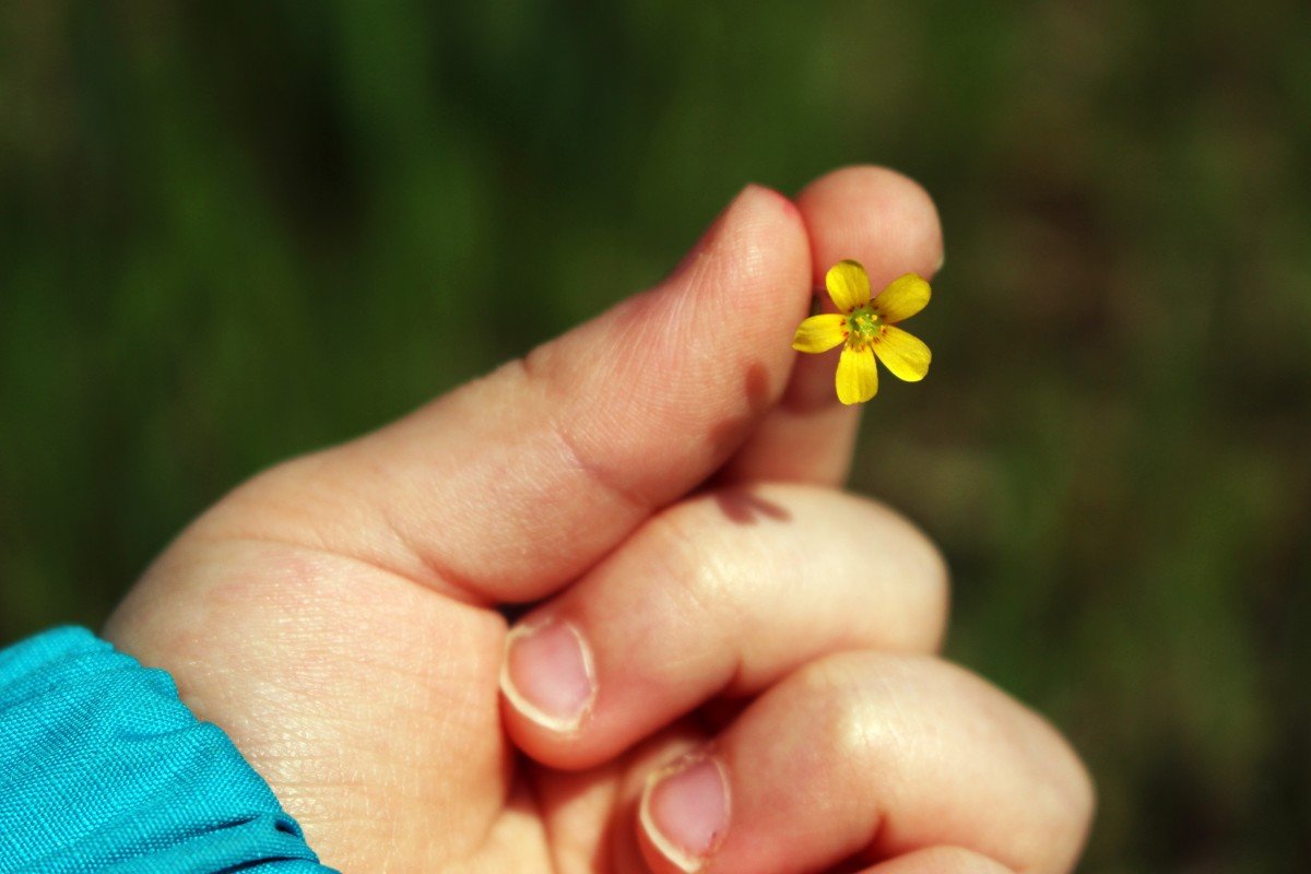 Pessoa segurando flor amarela extremamente pequena, com o polegar e o indicador.