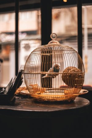 Foto por Charles Postiaux no Unsplash Pássaro em gaiola.