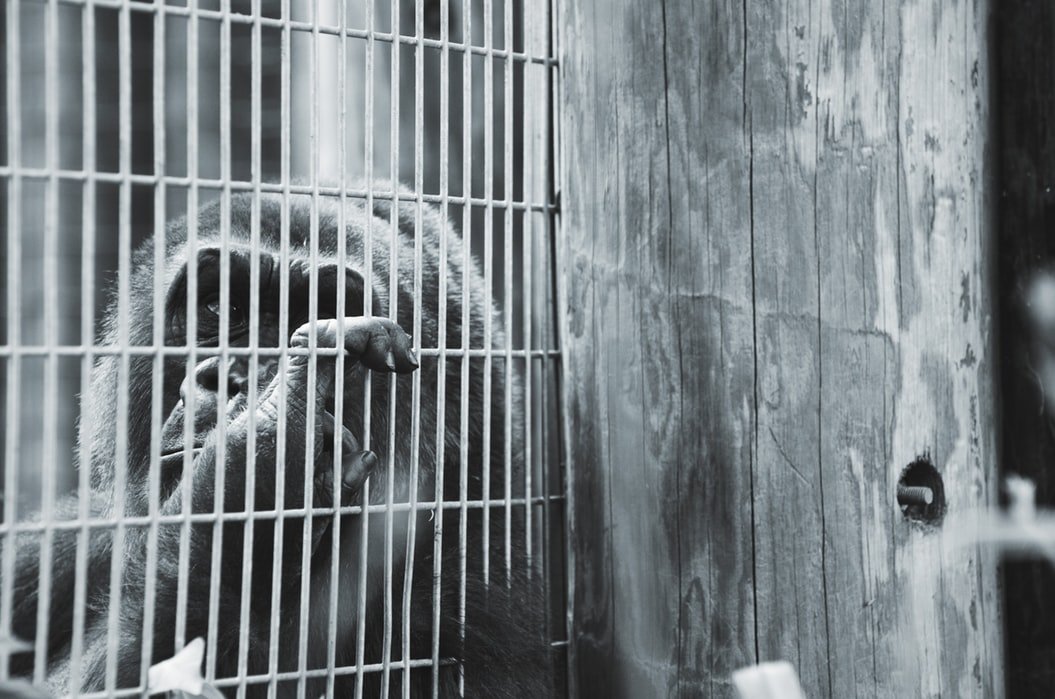 Espécie de macaco preso em uma jaula, com a mão sobre a grade.