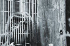 Foto de James Rajaste no Unsplash Espécie de macaco preso em uma jaula, com a mão sobre a grade.