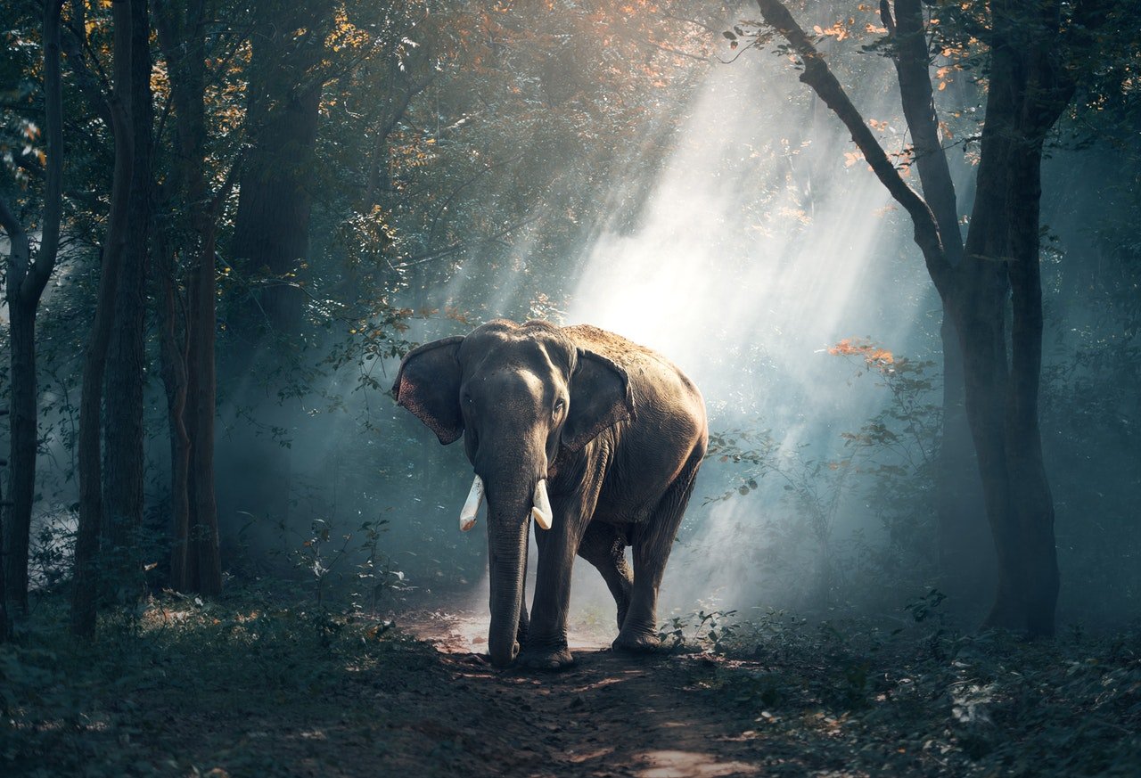 Elefante sozinho no meio de uma floresta.