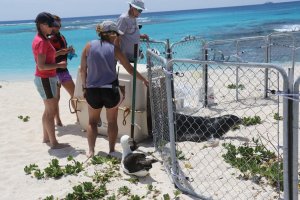 Foto por NOAA no Unplash Trabalhadores voluntários cuidando da vida marinha.