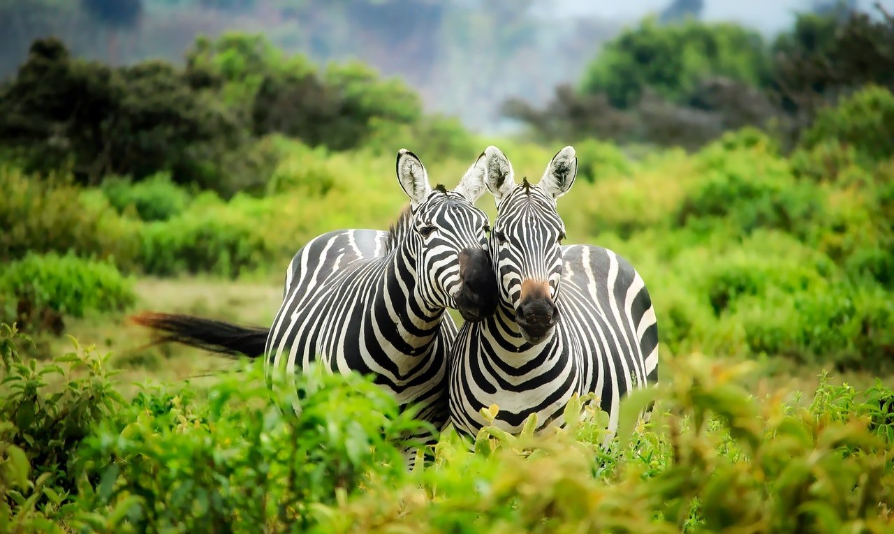 Duas zebras em paisagem natural.