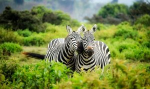 Pixabay Duas zebras em paisagem natural.