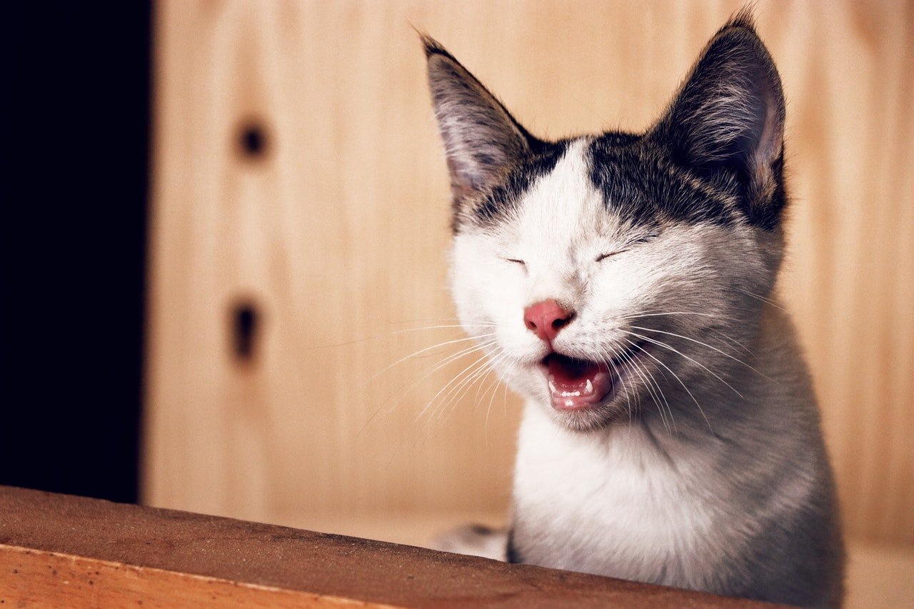 Foto de um gatinho rindo.