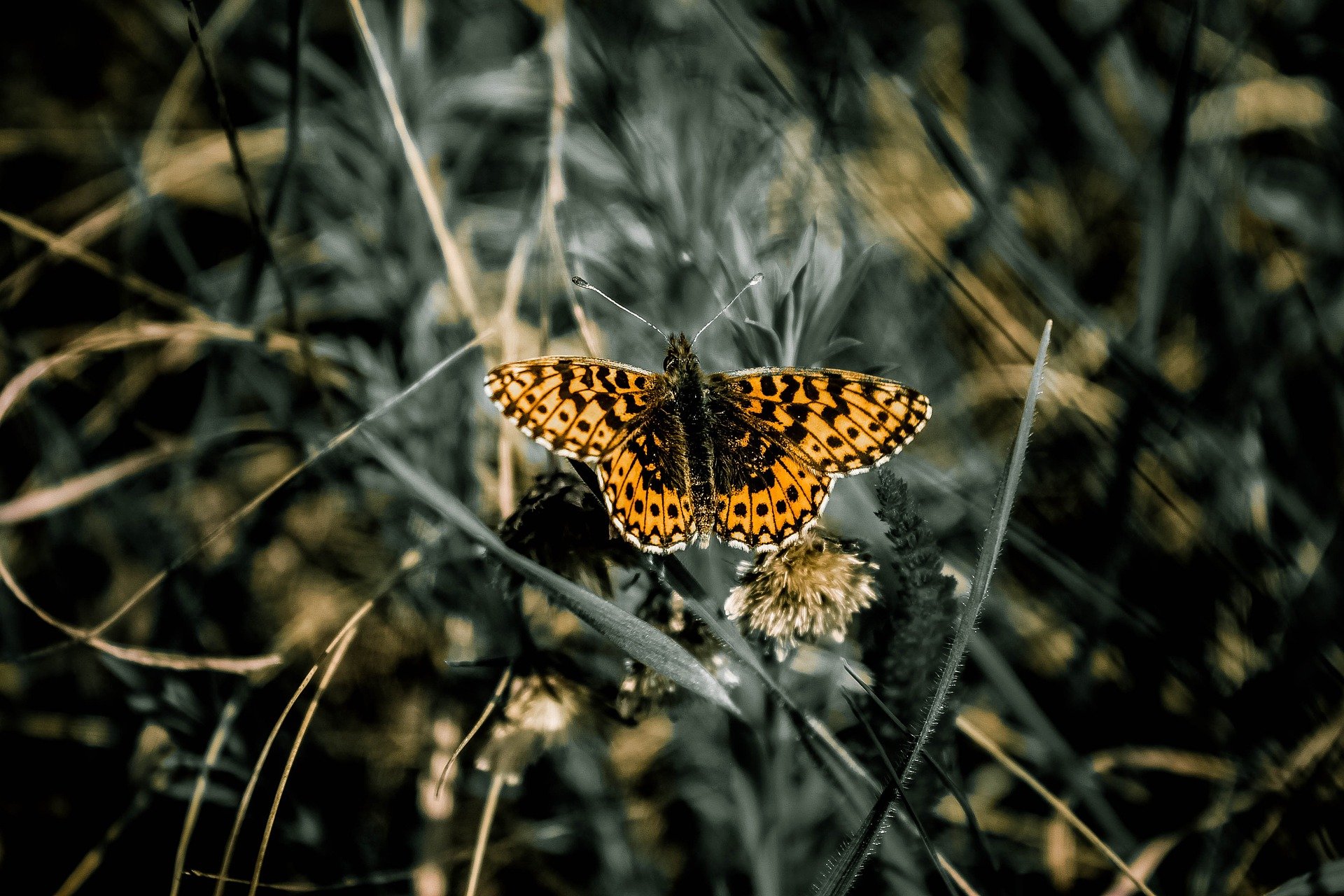 Foto de borboleta