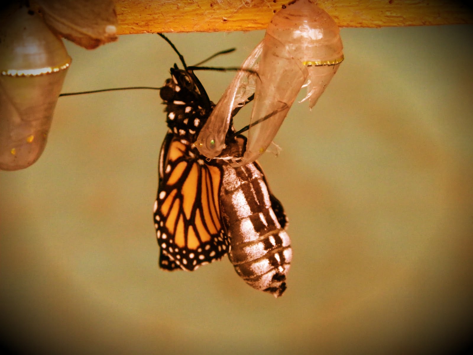 lagarta transformando em borboleta