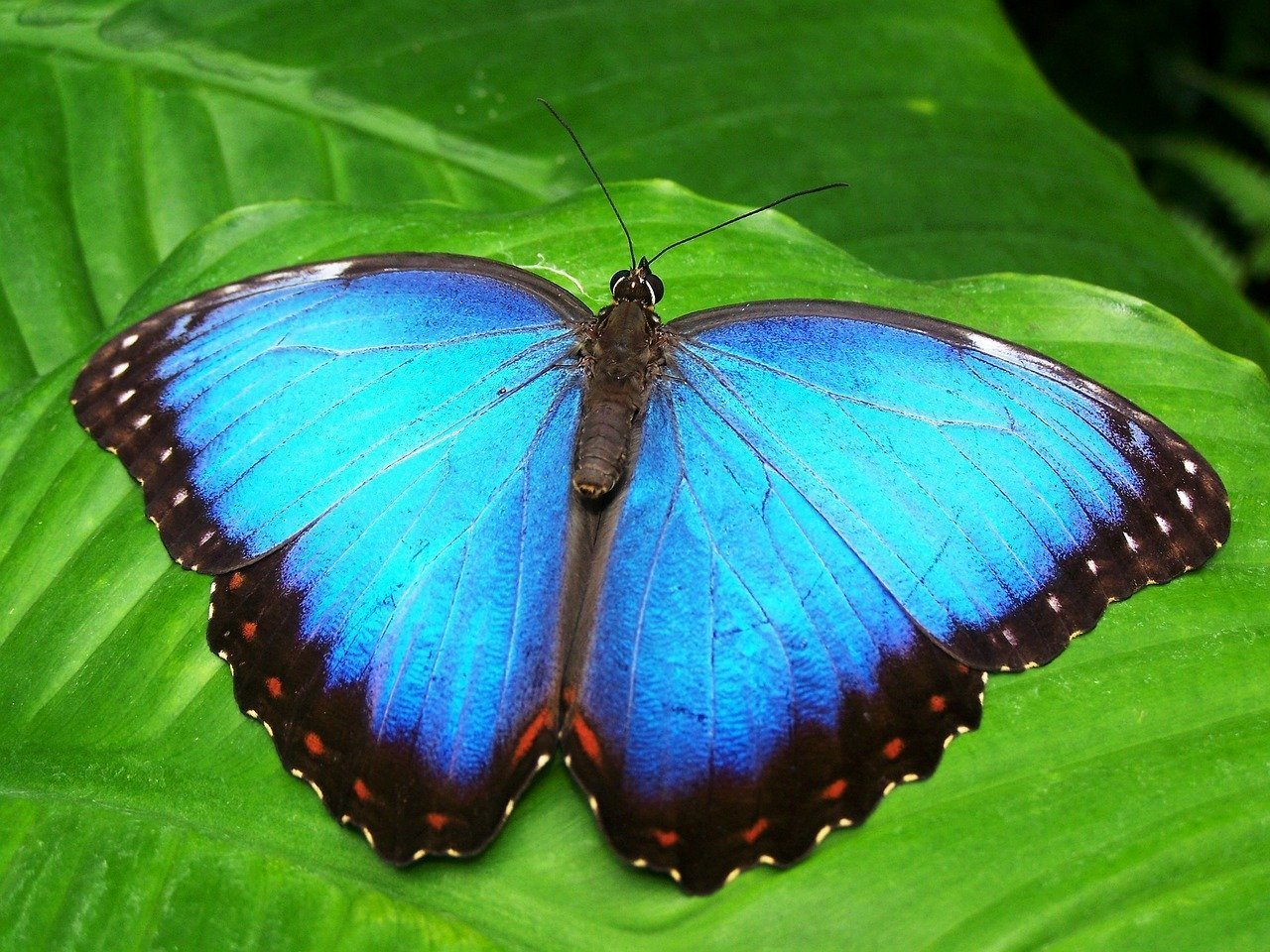 Foto de  borboleta