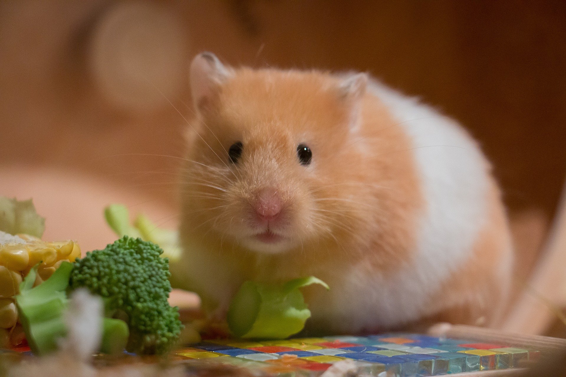 Hamster comendo brócolis
