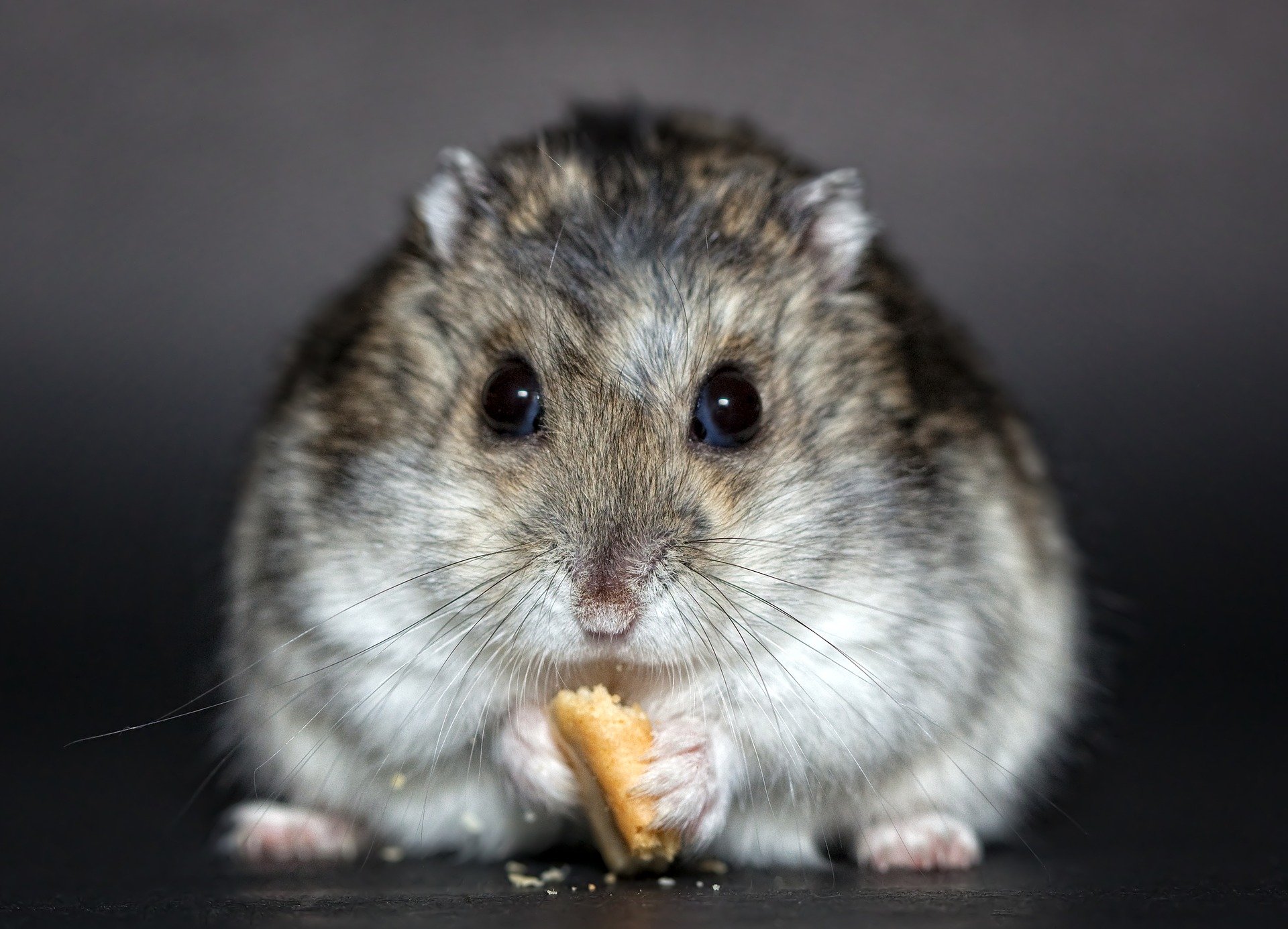 Hamster comendo pedaço de cenoura