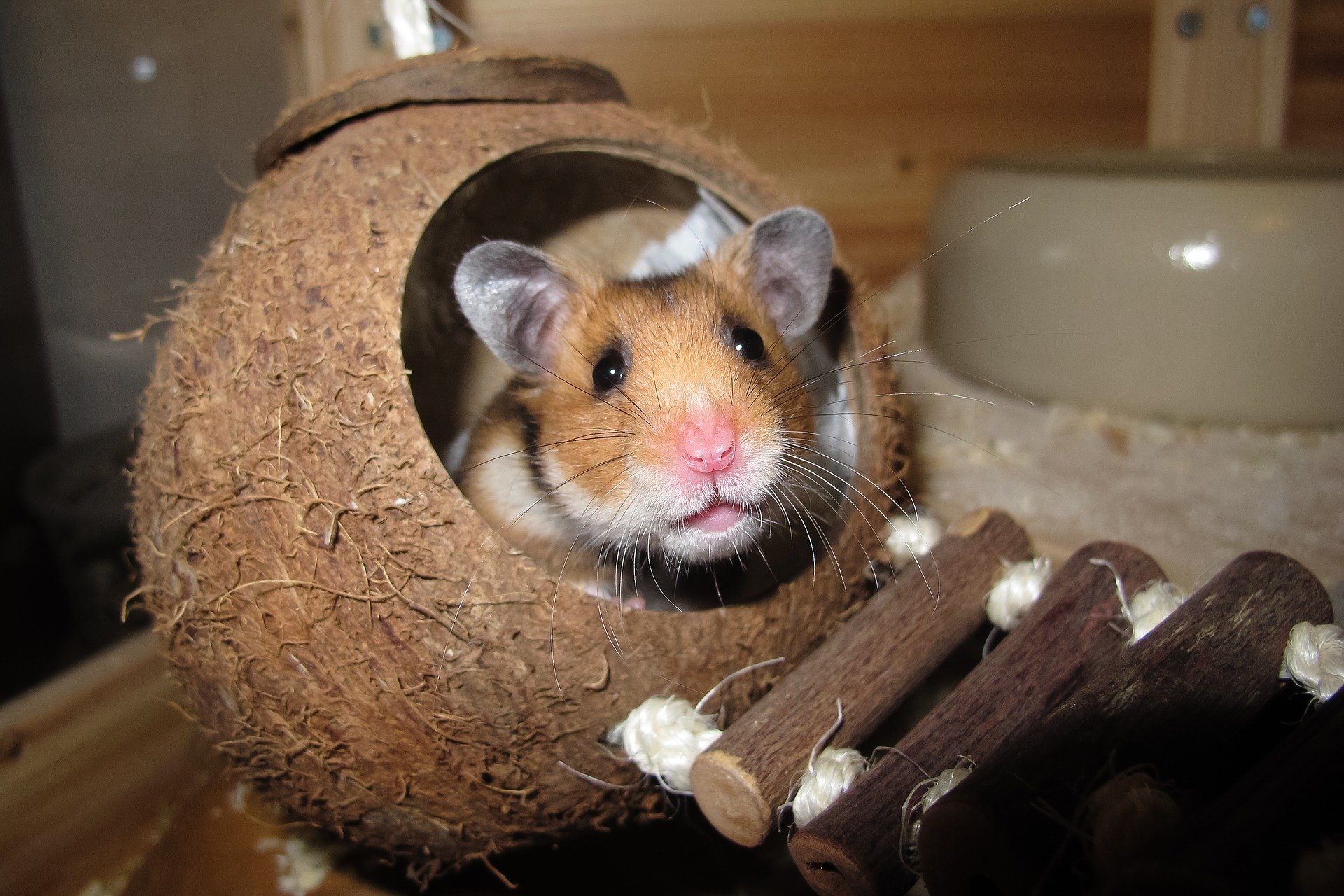 Hamster dentro de casinha feita de casca de coco
