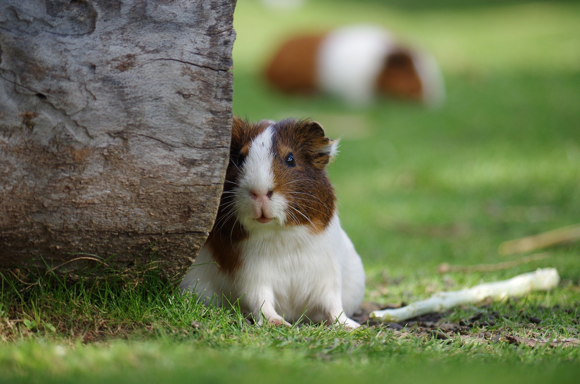 Hamster em gramado