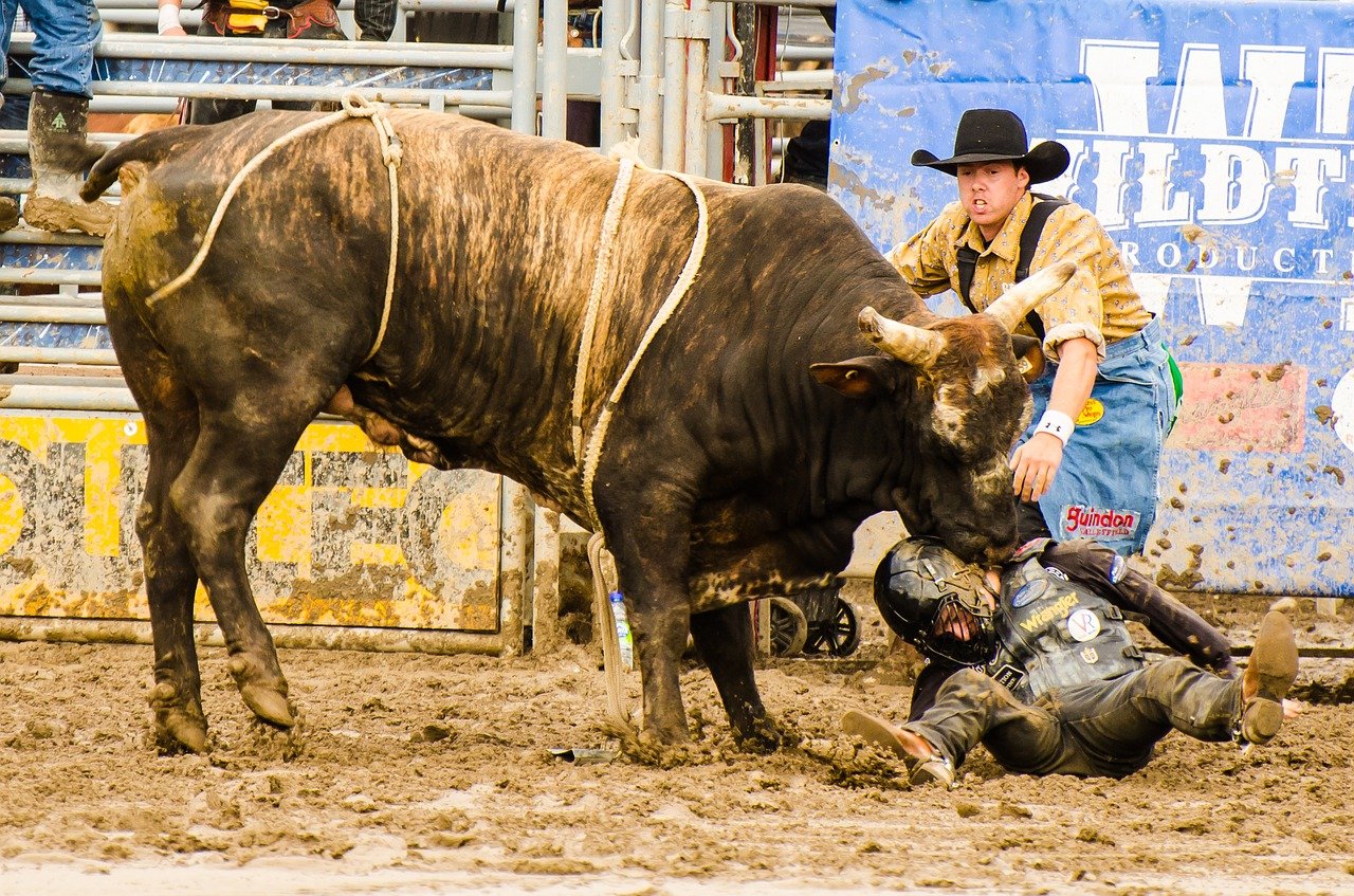 Peão com capacete caído no chão com o touro encostando em seu ombro. Outro peão tenta separar o animal do homem caído.