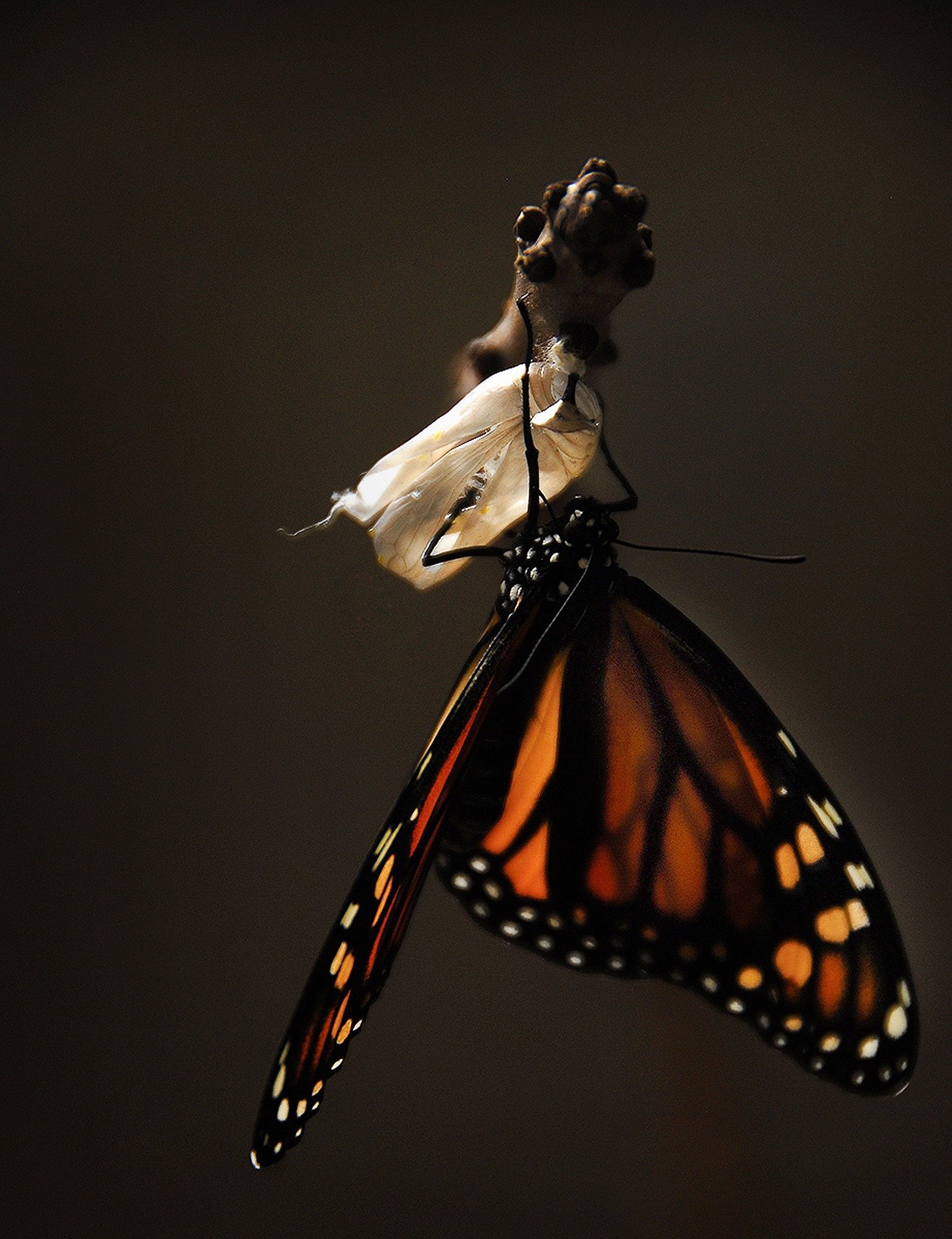 Foto de borboleta saindo do casulo
