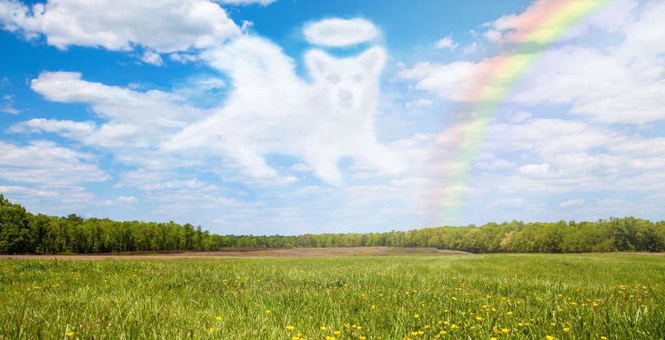 Nuvem em formato de cachorro com auréola de anjo e arco íris