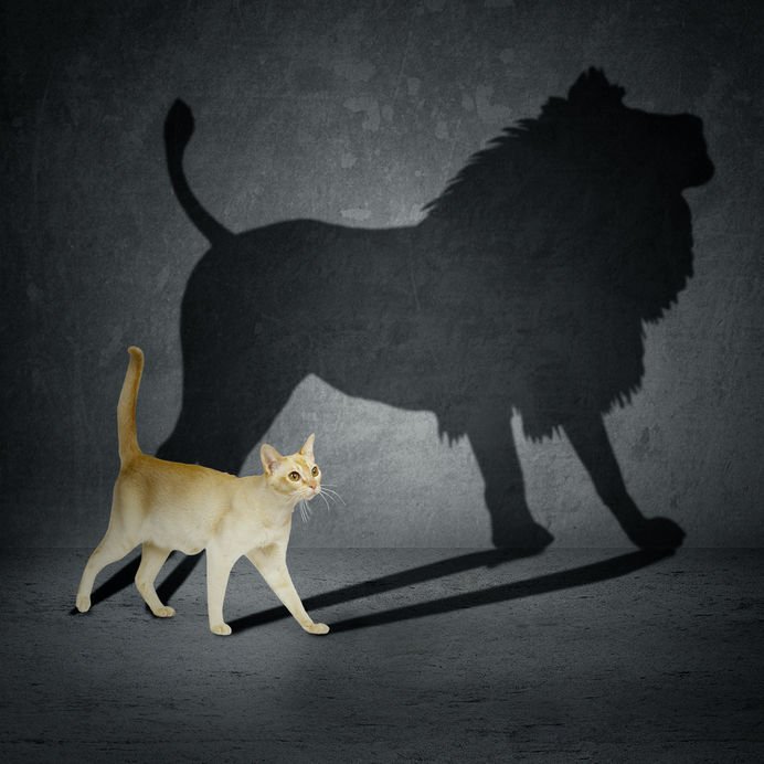 Gato caminhando e sua sombra formando um leão