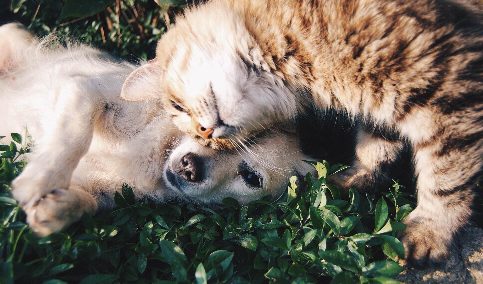 Cachorro e gato juntos em gramado verde
