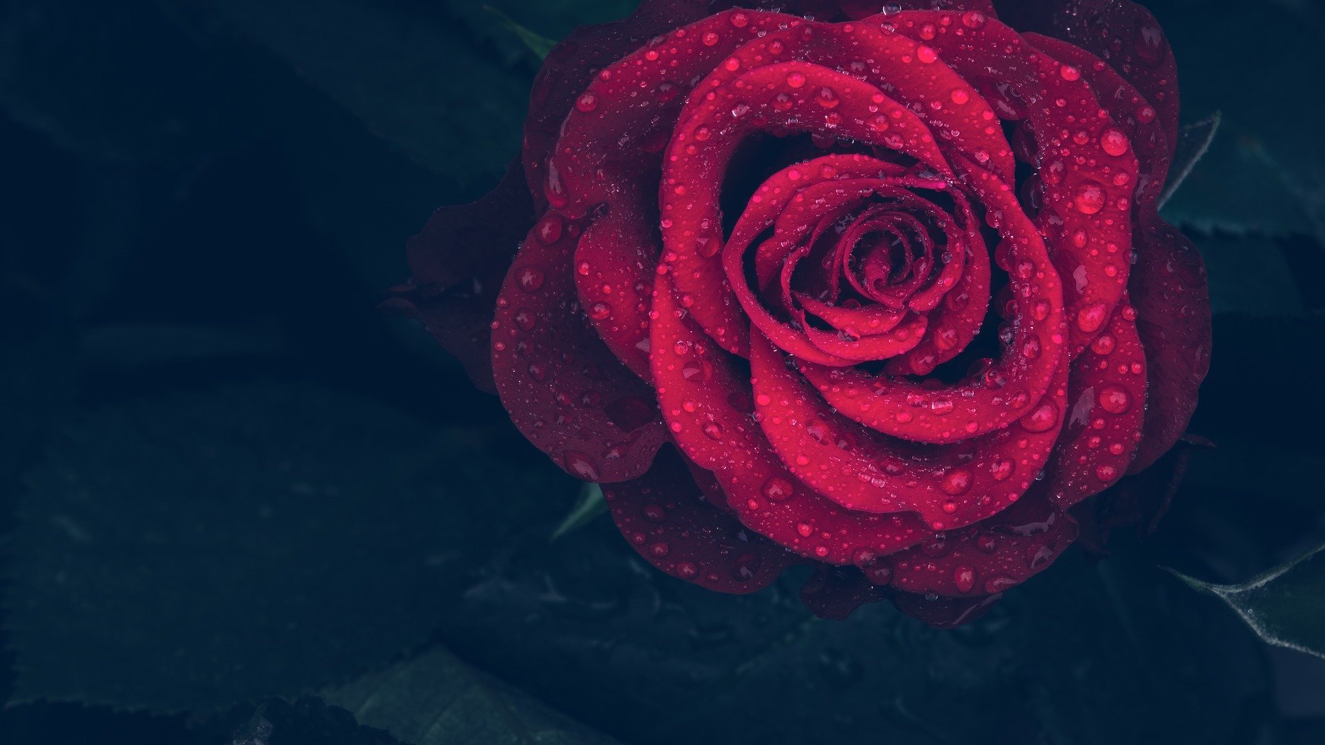 Frases para pôr no buquê de flores - Você me completa! Frases para pôr no buquê de flores - Você me completa!