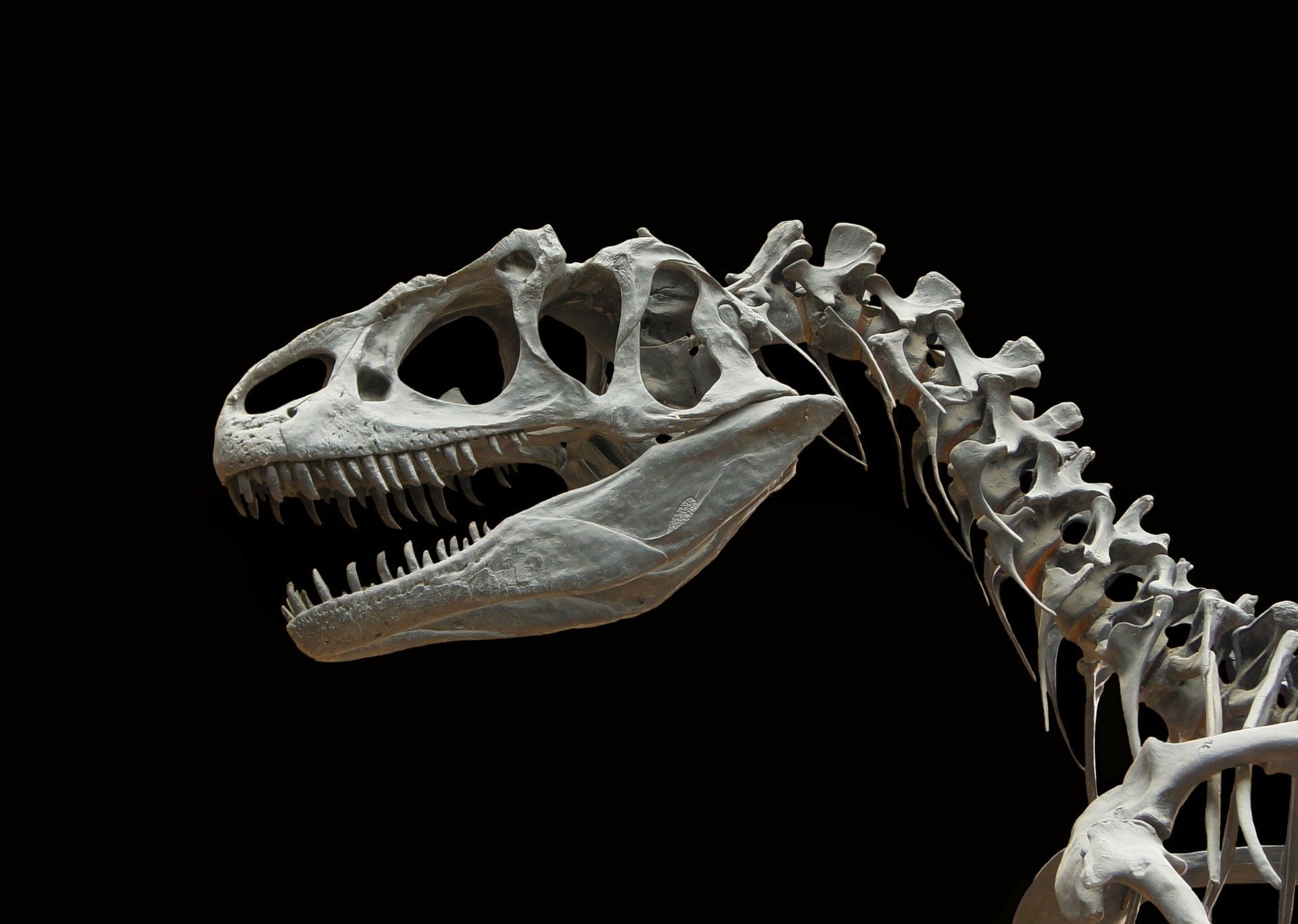 Esqueleto de dinossauro