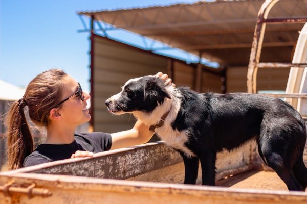 Chloe Andrews/ Unsplash Mulher passando mão em cachorro