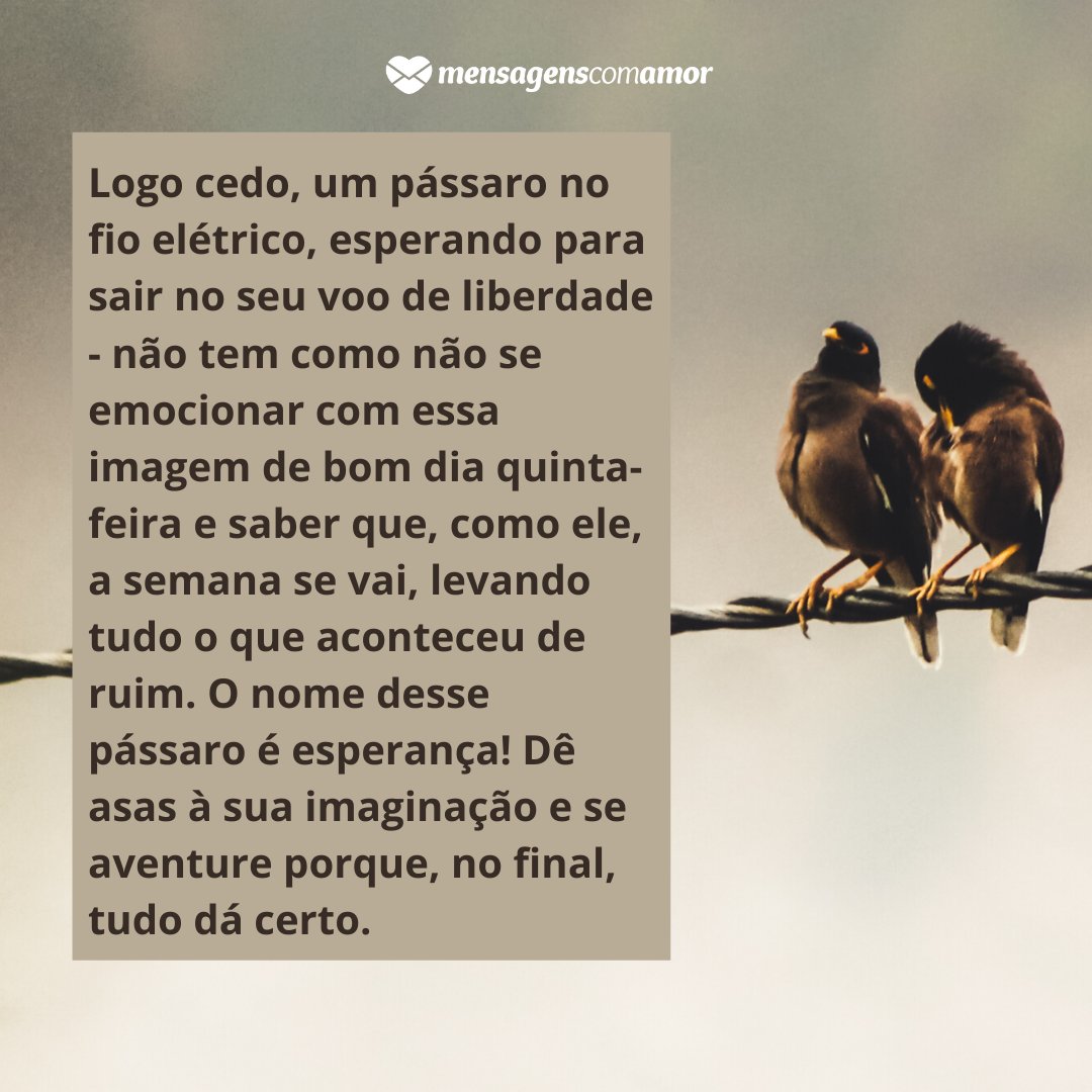 'Logo cedo, um pássaro no fio elétrico, esperando para sair no seu voo de liberdade - não tem como não se emocionar com essa imagem de bom dia quinta-feira e saber que, como ele, a semana se vai, levando tudo o que aconteceu de ruim. O nome desse pássaro é esperança! ' - Bom dia quinta-feira