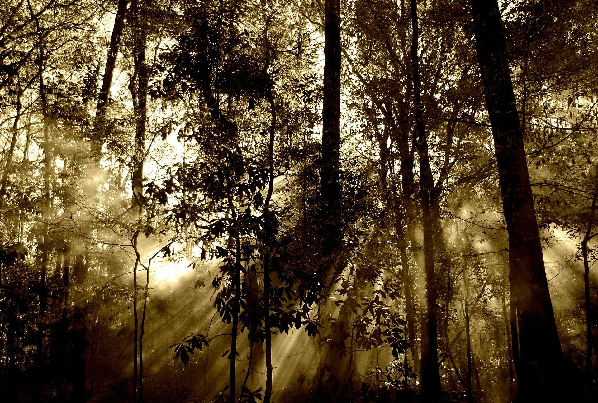 Floresta cinzenta com raios de luz solar