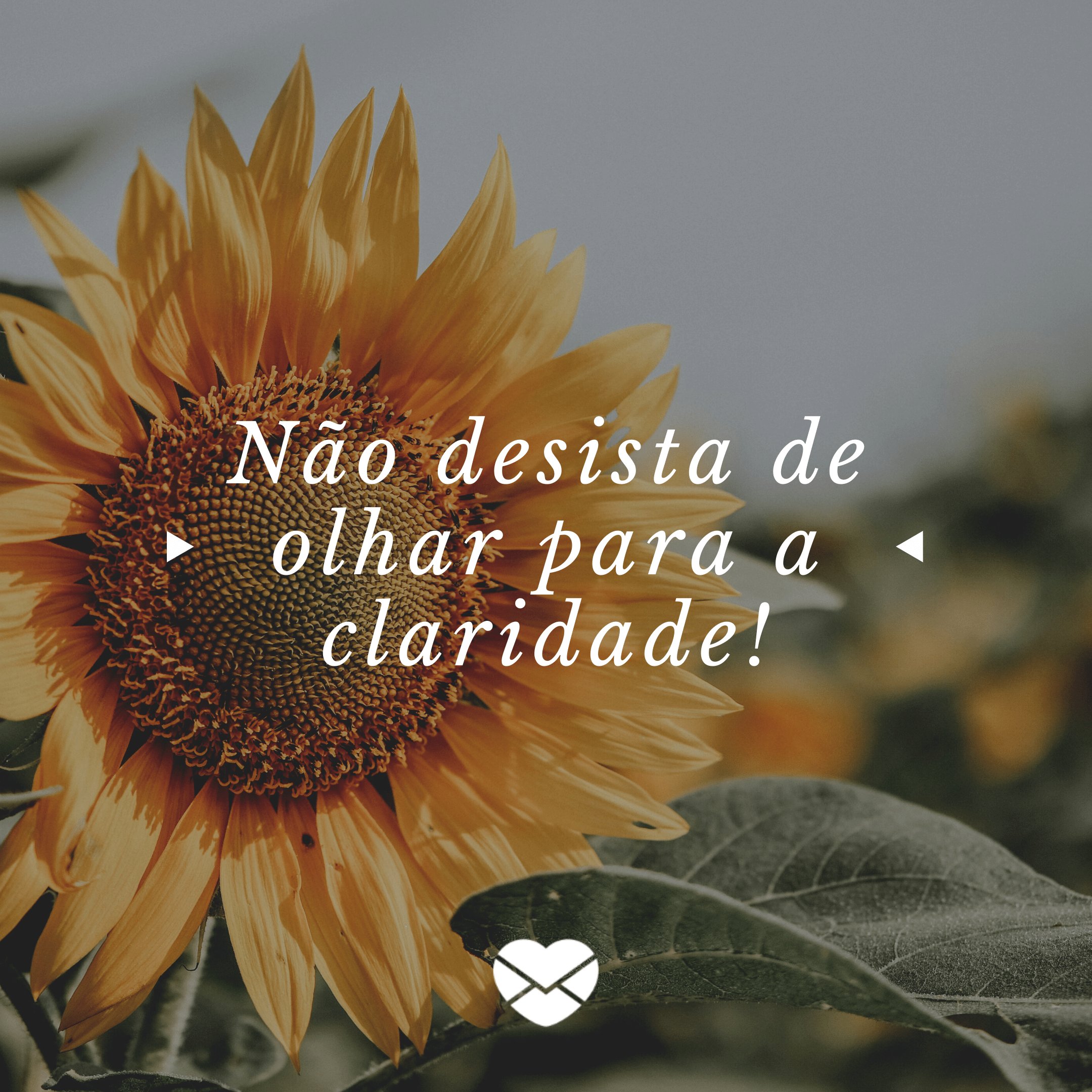 Frases de girassol: inspire-se nessas palavras! Frases de girassol: inspire-se nessas palavras!