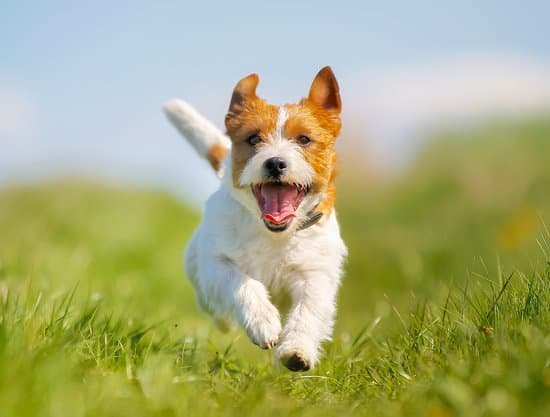 Cachorro correndo pelo gramado com a língua para fora