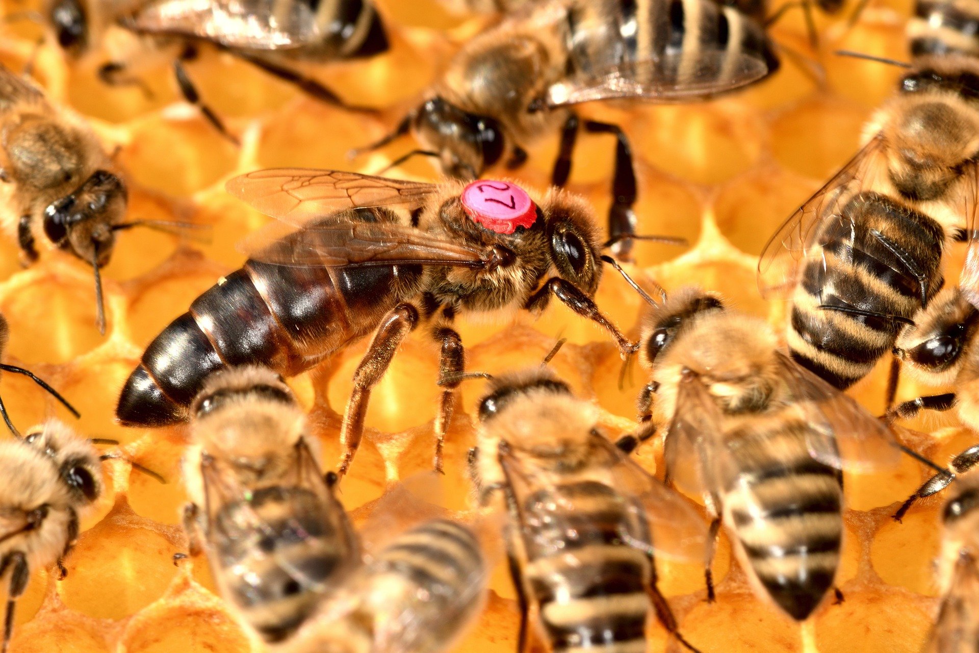 Abelha rainha cercada por abelhas operárias