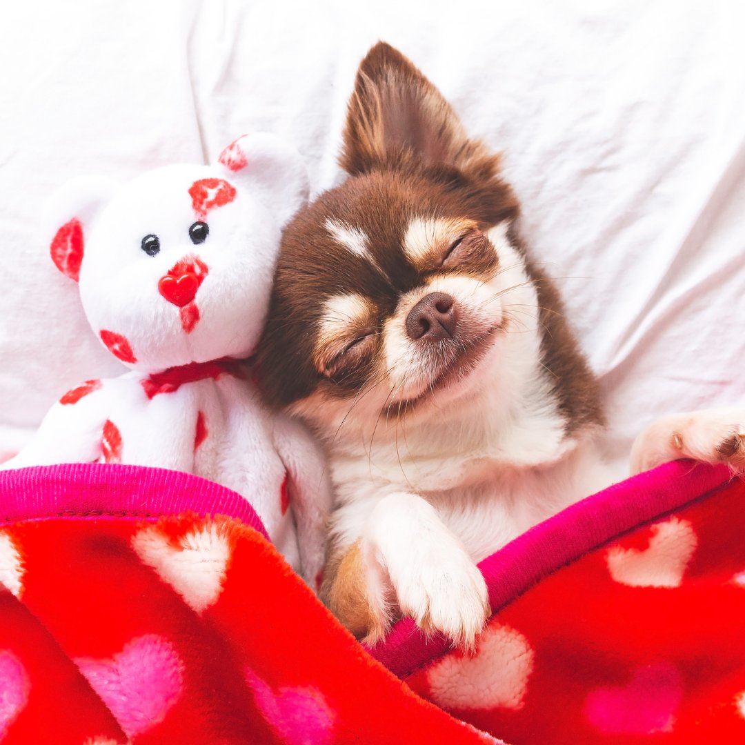 Imagem de um cachorro dormindo com um ursinho em uma cama