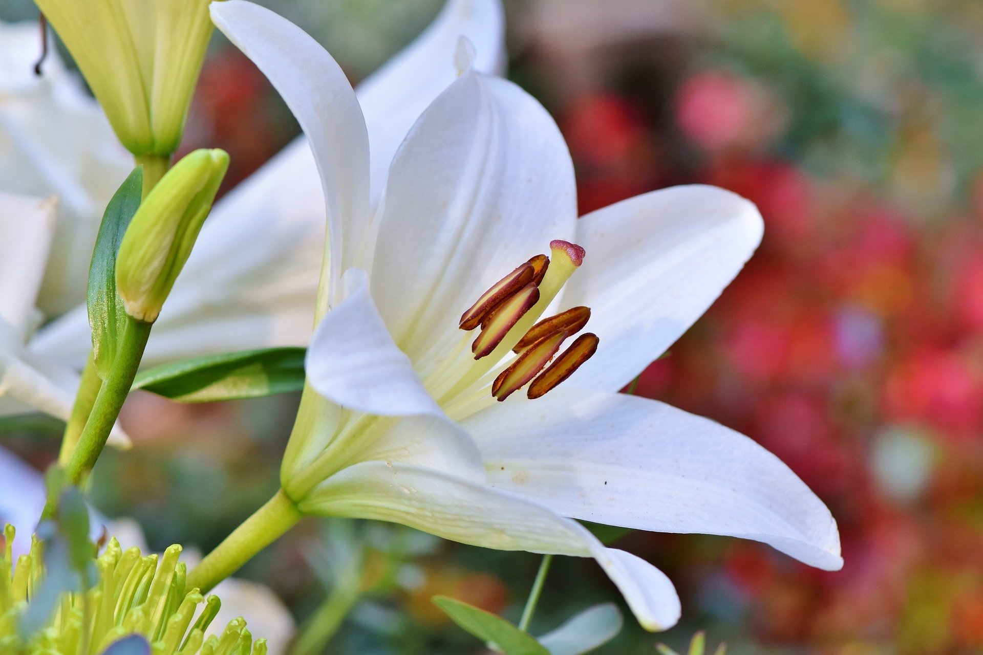 Como a flor-de-lis - Significado do nome Liz - Femininos