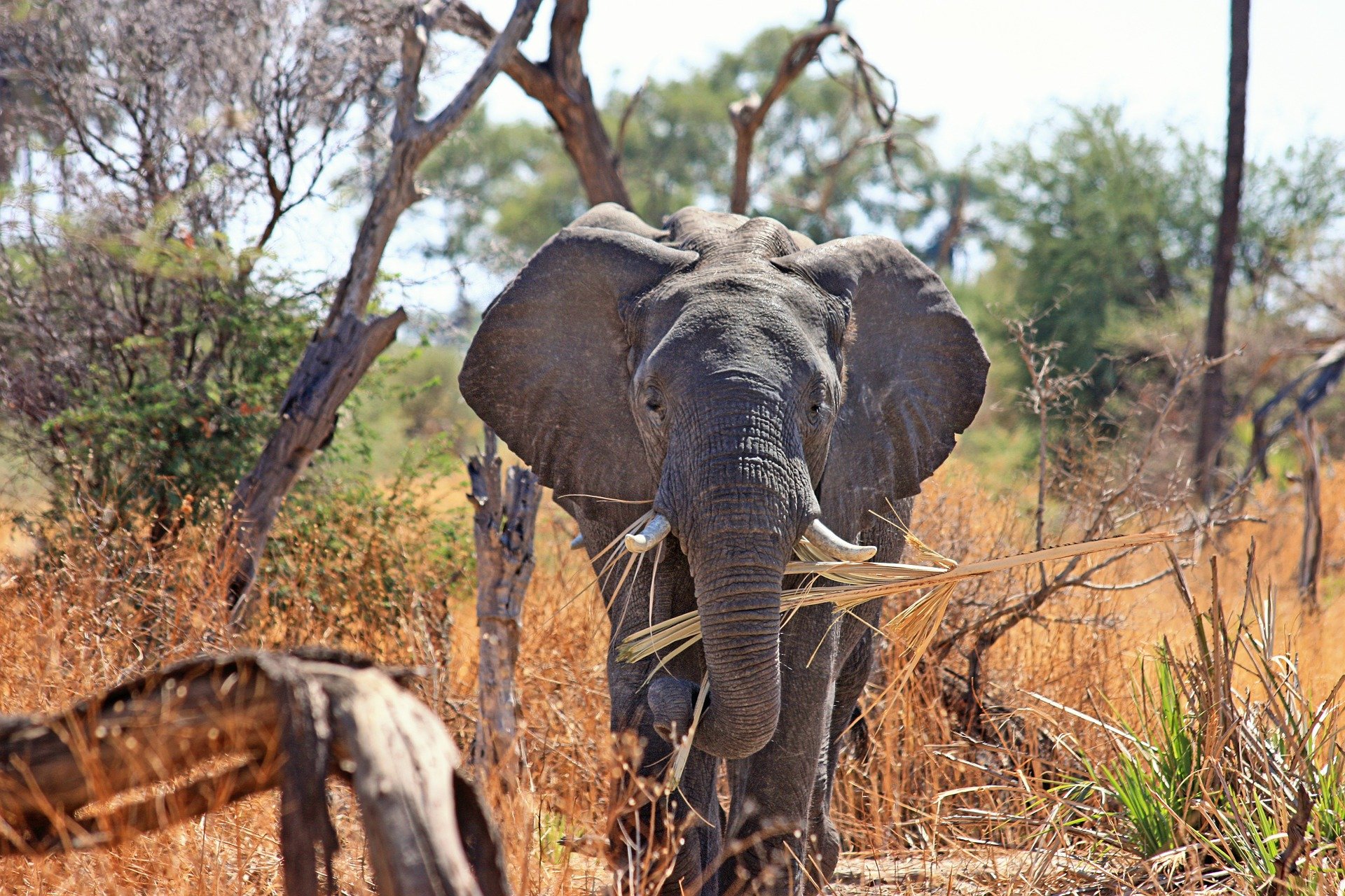 Elefante na África do Sul.
