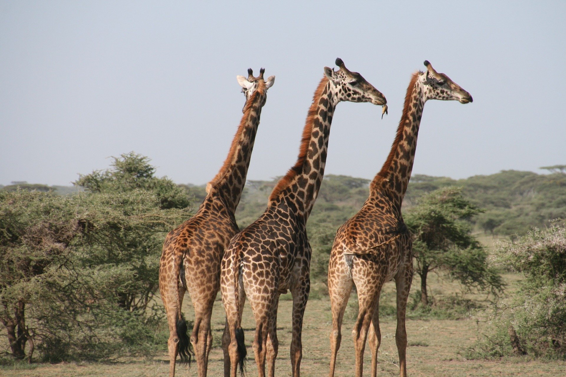 Três Girafas na savana africana