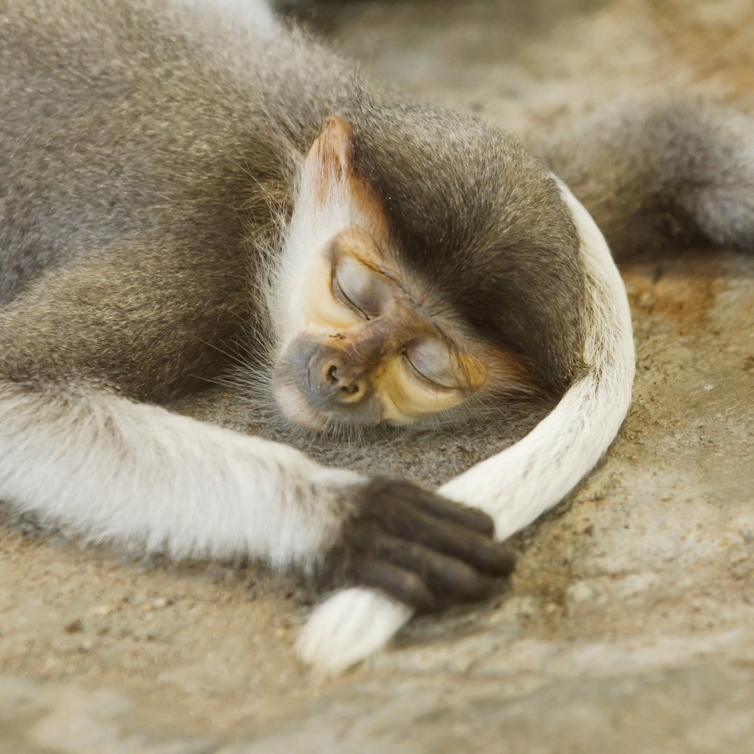 Thiradech / Getty Images / Canva Foto de um macaco dormindo