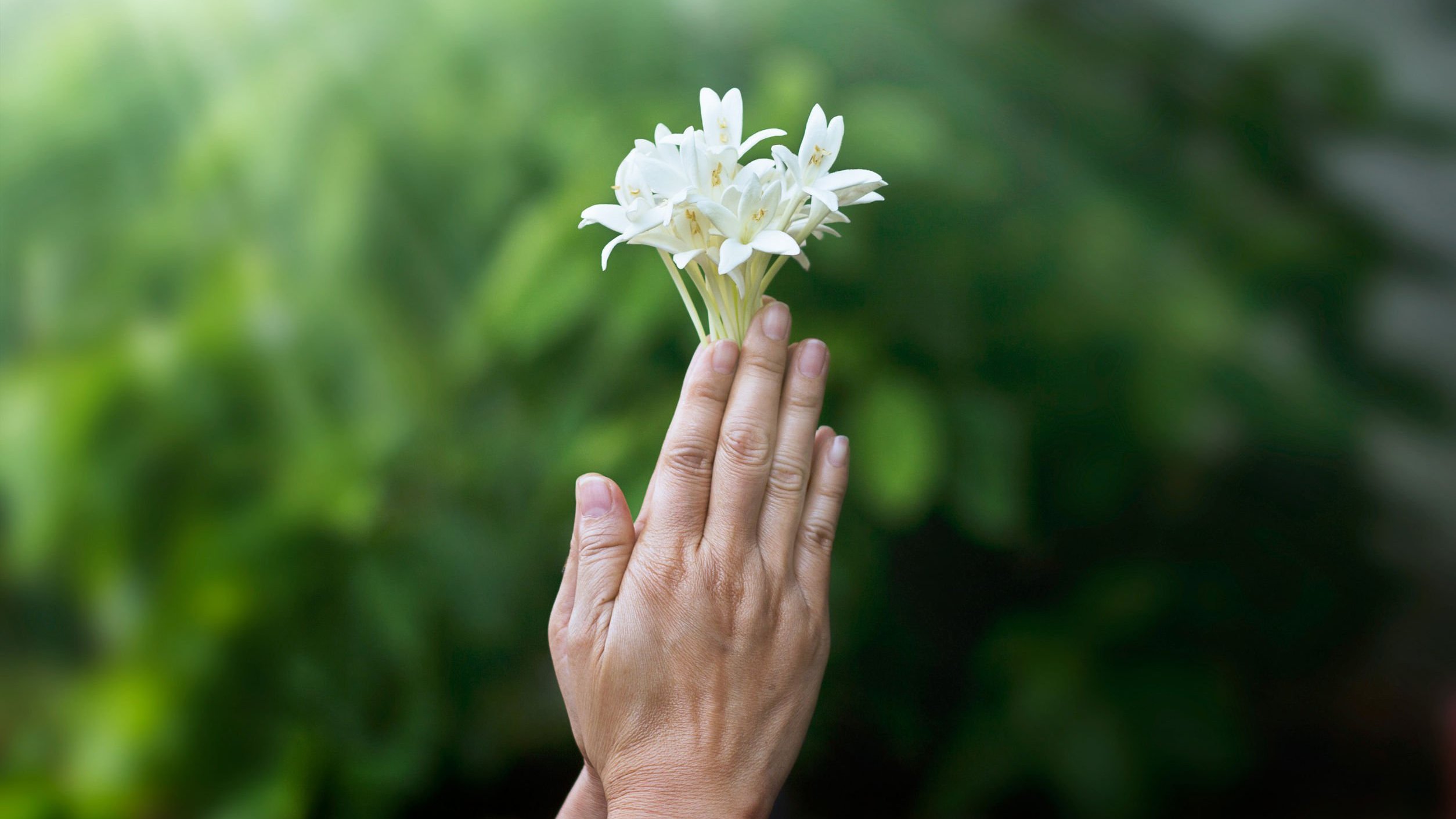 Mulher segurando flor com as mãos