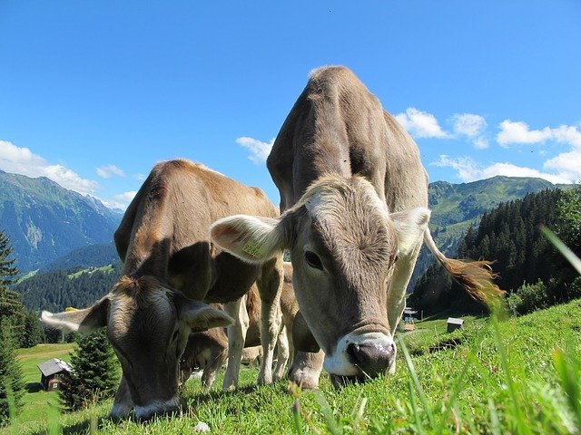 Vacas pastando em grama