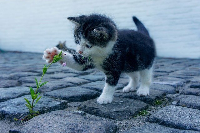 Gato brincando com flor em asfalto