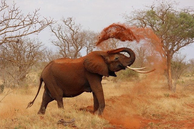 Elefante jogando terra para cima