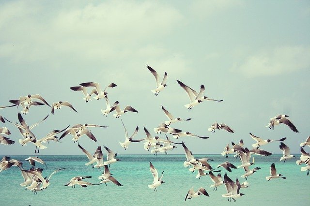 Pássaros voando sobre oceano