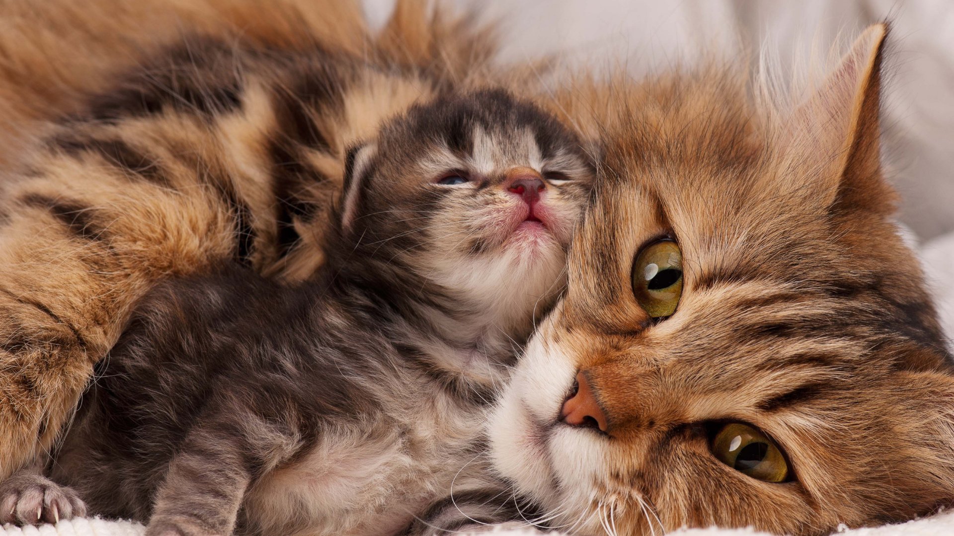 Foto de uma gata e seu filhote