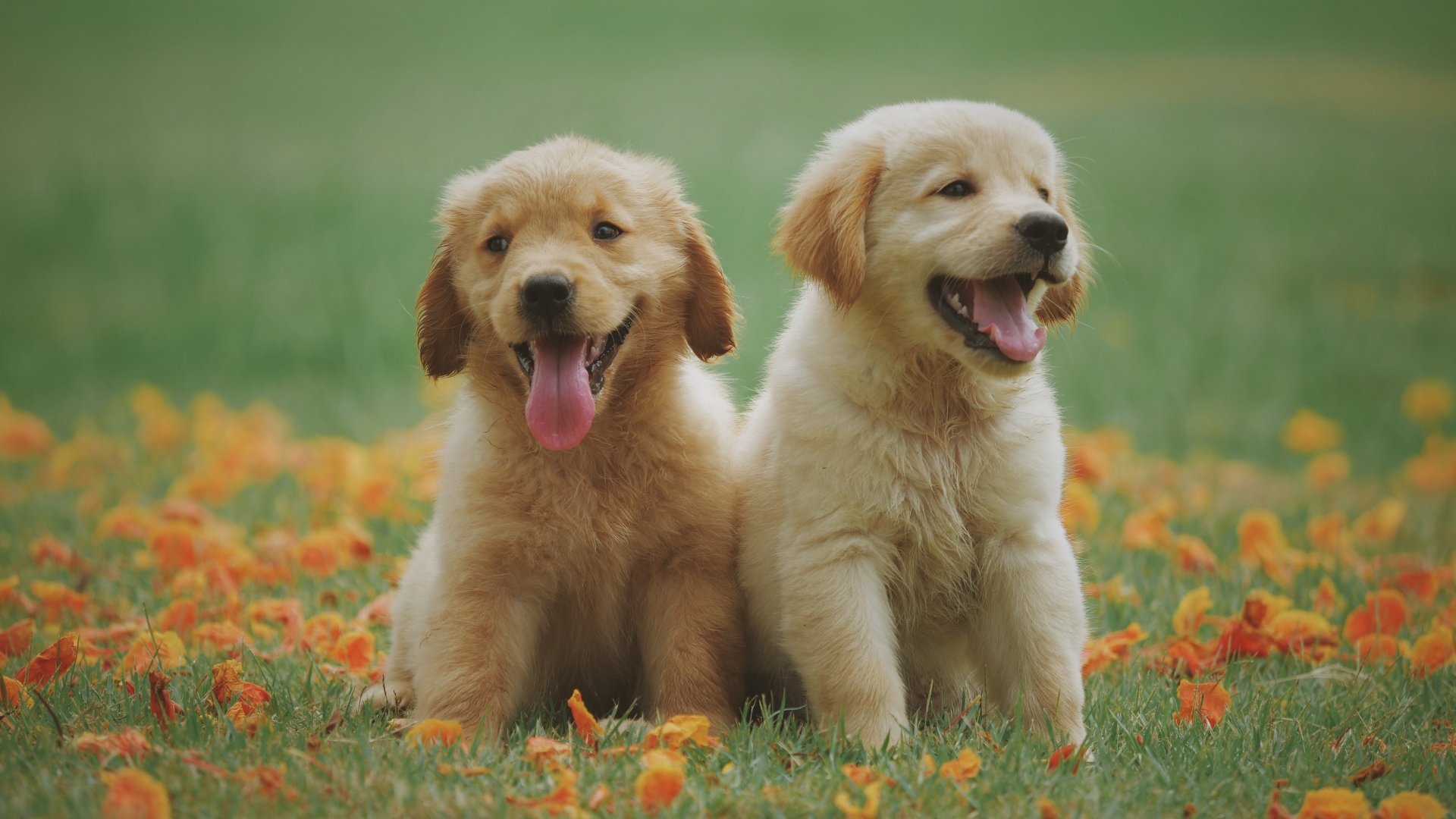 Filhotes de cachorro na grama