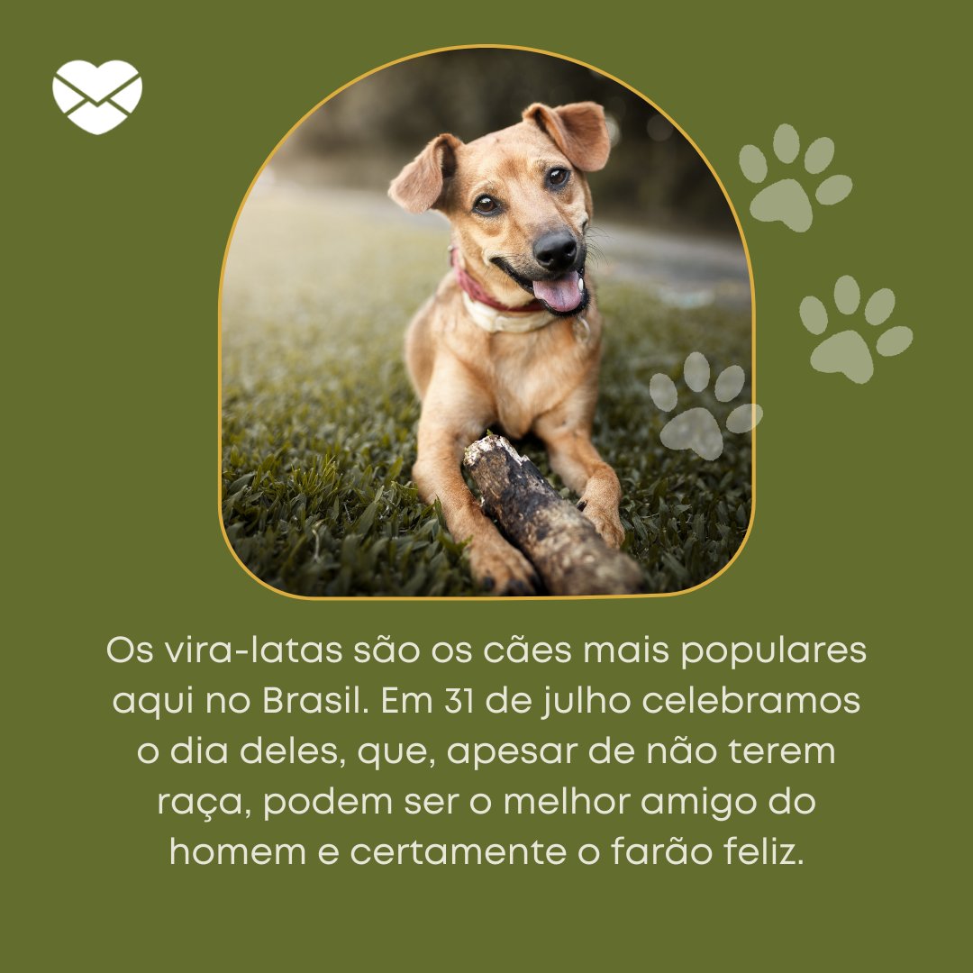 'Os vira-latas são os cães mais populares aqui no Brasil. Em 31 de julho celebramos o dia deles, que, apesar de não terem raça, podem ser o melhor amigo do homem e certamente o farão feliz.' - Dia do Vira-lata