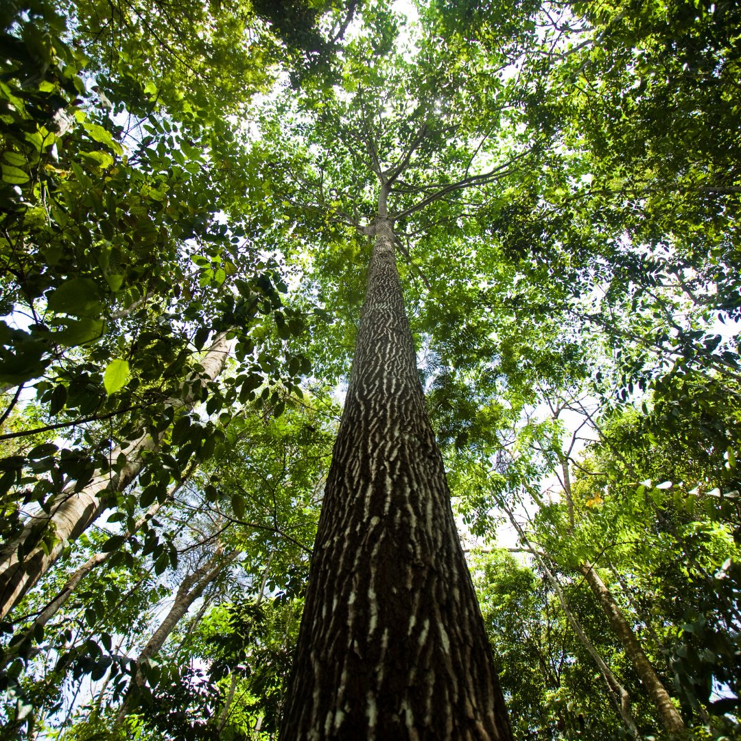 Foto de copa de árvore na floresta Amazônica