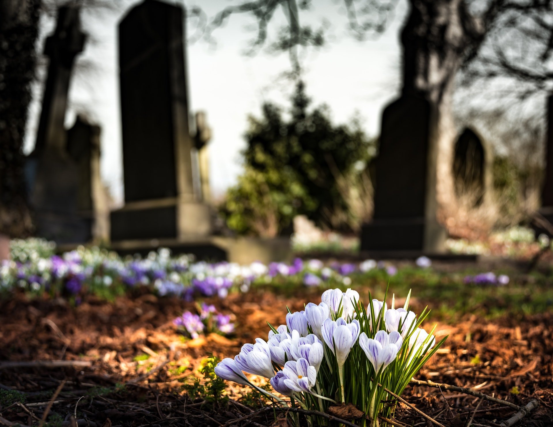 Um cemitério com algumas lápides e, embaixo, com enfoque, flores brancas