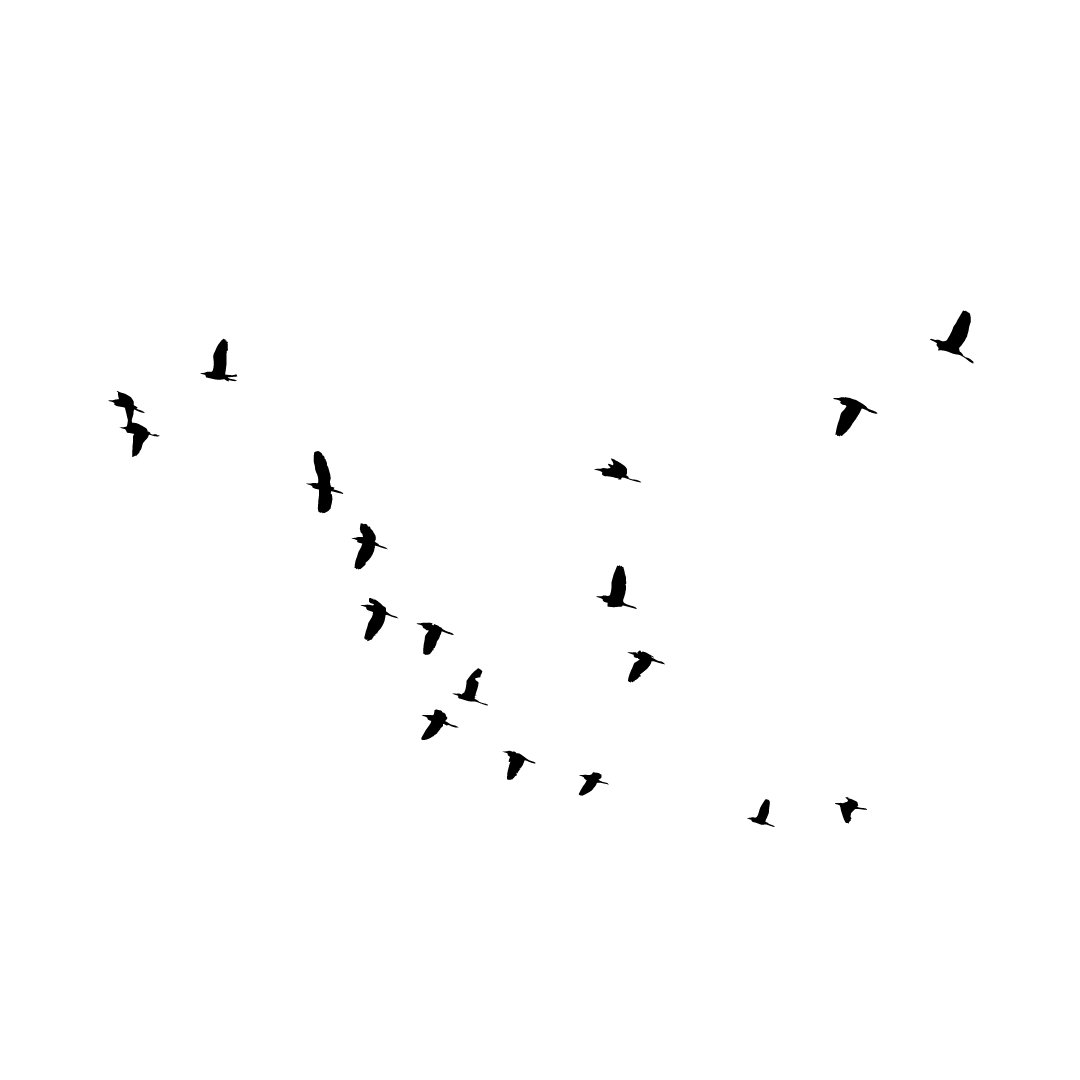 'Pássaros voando' - Divisores de feed para instagram