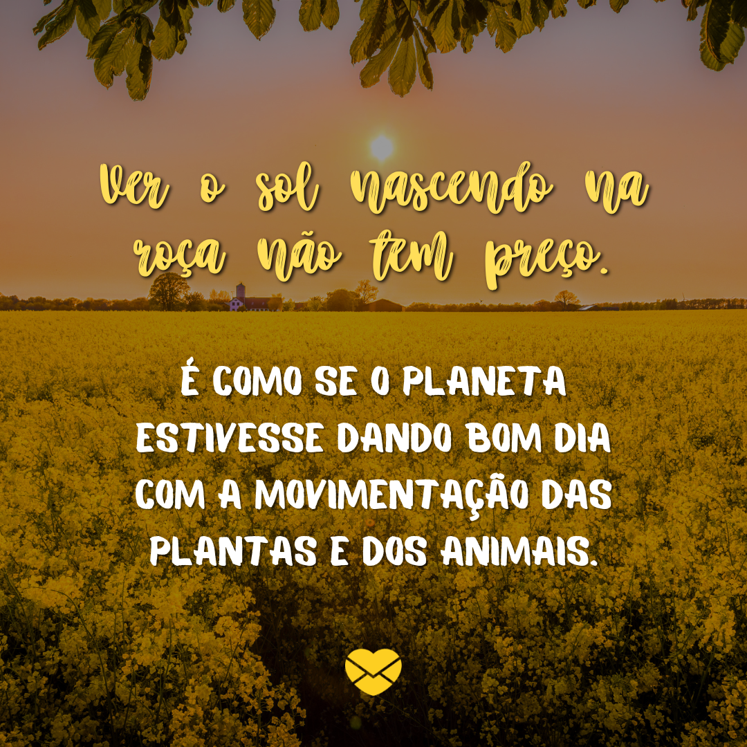 'Ver o sol nascendo na roça não tem preço. É como se o planeta estivesse dando bom dia com a movimentação das plantas e dos animais.' - Bom dia na roça