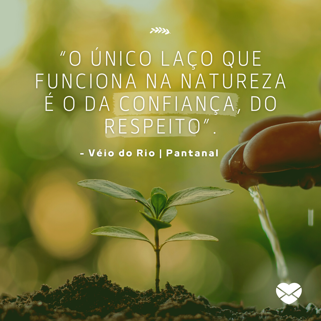 '“O único laço que funciona na natureza é o da confiança, do respeito”. - Frases da novela Pantanal