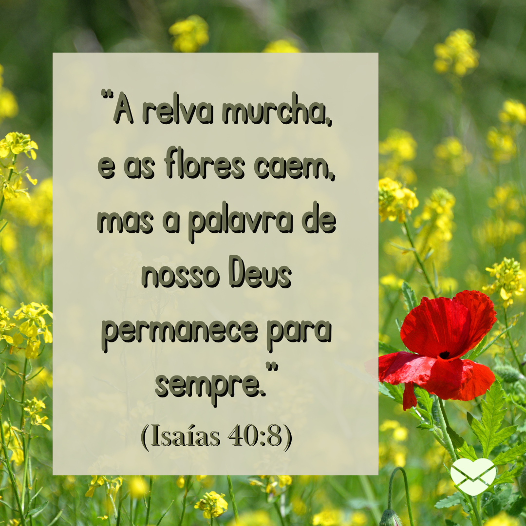 'A relva murcha, e as flores caem, mas a palavra de nosso Deus permanece para sempre' (Isaías 40:8). Foto encontrada em Versículos para florescer