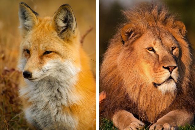 Fotos de um leão e de uma raposa justapostas