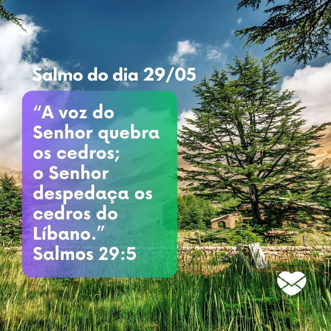 '“A voz do Senhor quebra os cedros; o Senhor despedaça os cedros do Líbano.” Salmos 29:5' - 29 de maio